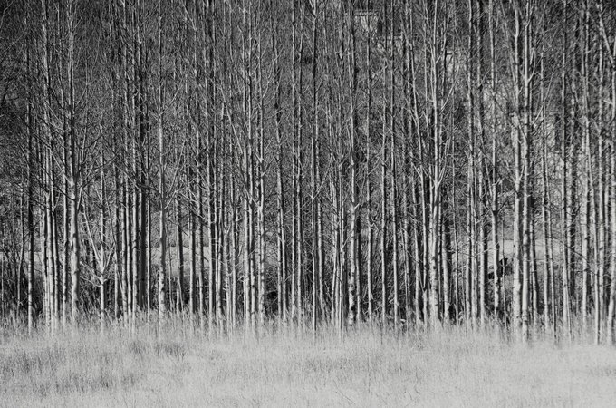 A black-and-white photograph of a dense forest of bare, slender trees standing in a grassy field.
