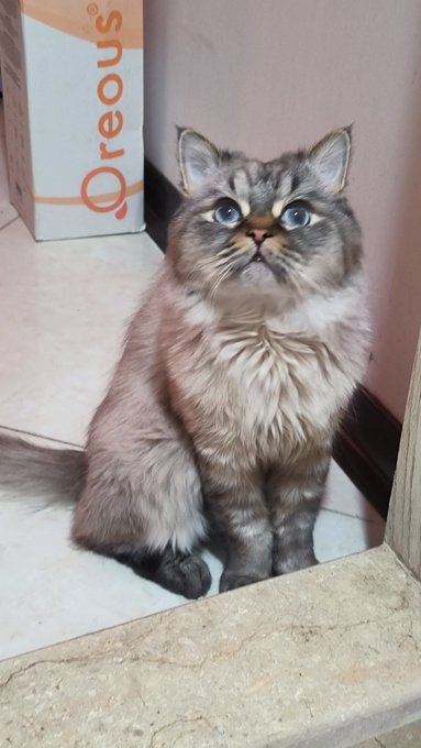 A fluffy gray and brown tabby cat with blue eyes sits on a tiled surface next to a box labeled "Qreous".