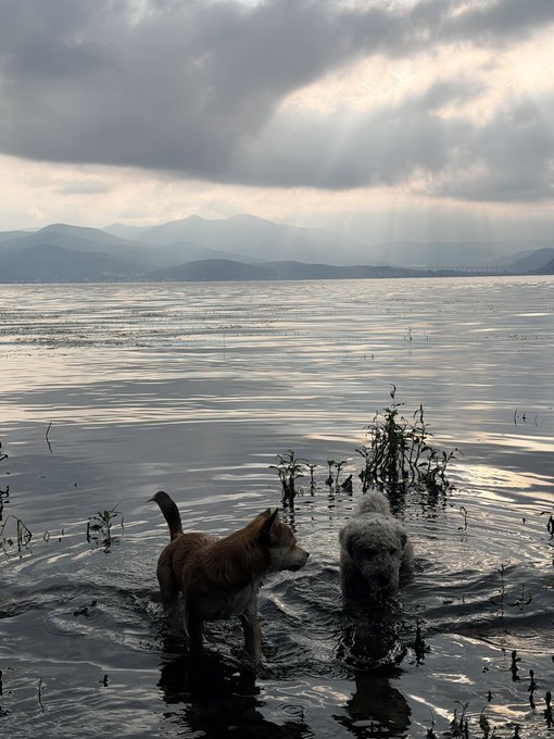 Two dogs wade into a misty lake at dawn as dramatic sunbeams break through cloudy skies over distant mountains. The scene captures an "egg hunt" vibe—evoking the post's theme of searching for hidden meme coin gems, with the dogs serving as eager hunters sniffing out treasures in the still, reflective waters.