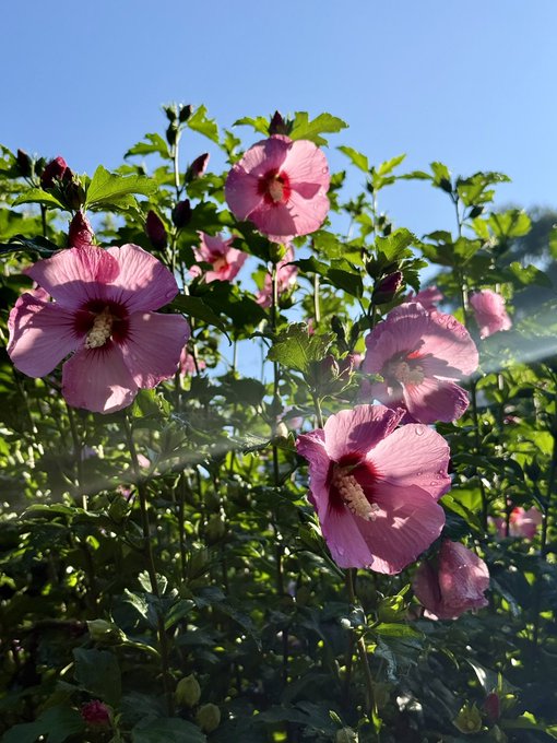 Pink hibiscus flowers bloom vibrantly against a clear blue sky, with water droplets glistening on their petals in the morning sunlight. A perfect way to greet Thursday's natural beauty.