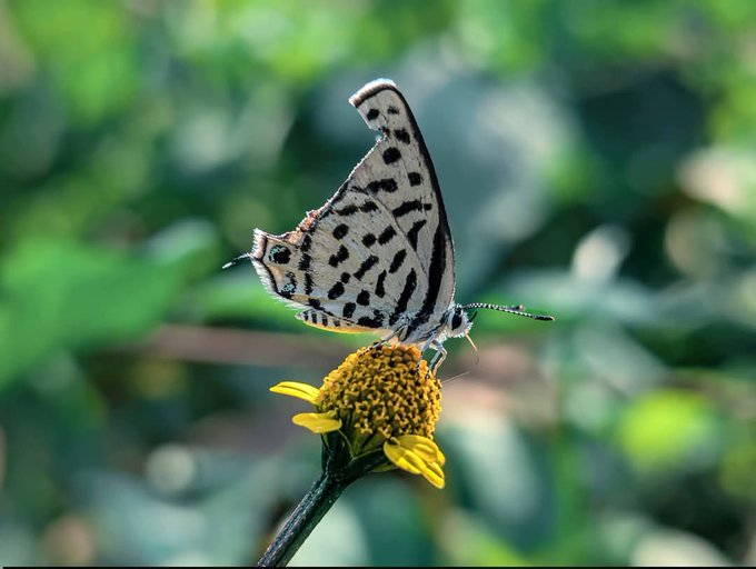 The image features a butterfly with black spots on its wings, perched on top of a yellow flower. The butterfly appears to be resting or enjoying the nectar from the flower. The background consists of green leaves, which adds to the natural ambiance of the scene. The caption above the image reads "Good morning CT. Butterflies are interesting flyers teach us something related to softness @NomismaNetwork 3looks Quacks @useTria". This message seems to be a part of an advertisement or social media post promoting butterflies and their beauty, as well as providing information about them.