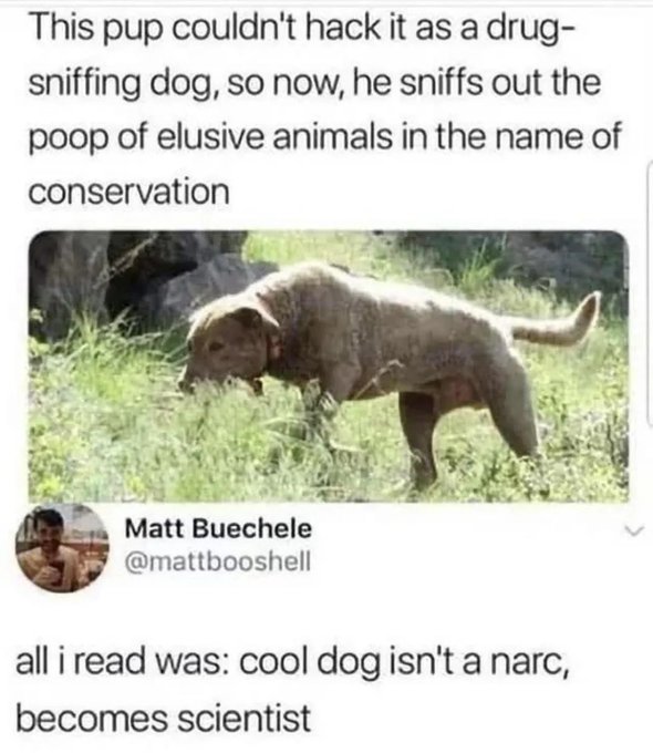 Tweet by Matt Buechele (@mattbooshell) showing a dog with caption: 'This pup couldn't hack it as a drug-sniffing dog, so now, he sniffs out the poop of elusive animals in the name of conservation' and a reply reading 'all i read was: cool dog isn't a narc, becomes scientist'.