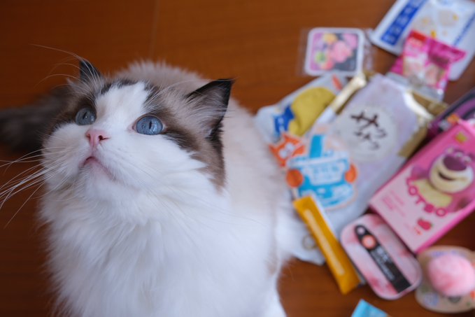 A close-up photo of a fluffy Ragdoll cat with striking blue eyes sitting on a wooden floor next to a scattered pile of toys and items, including a pink box.