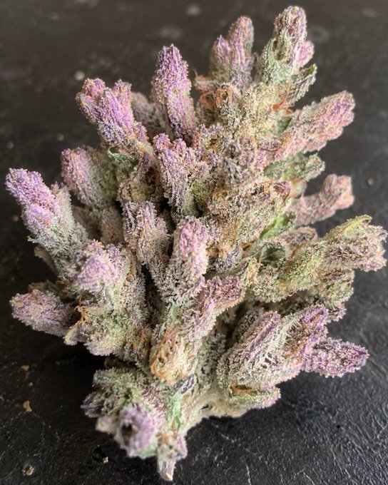 A close-up photograph of a cannabis flower bud with purple and green hues, covered in trichomes, displayed against a dark surface.