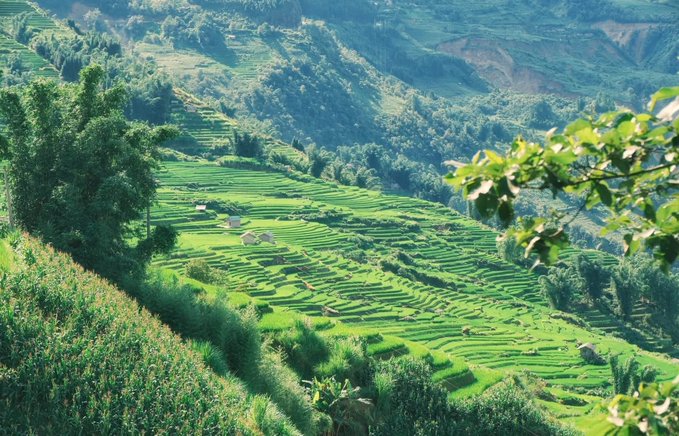 A scenic view of lush green terraced rice fields cascading down a hillside, with small huts and trees scattered among the paddies.