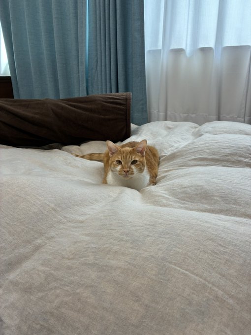 An orange tabby cat rests on a messy white bedspread, looking directly at the camera, with blue and white curtains visible in the background.