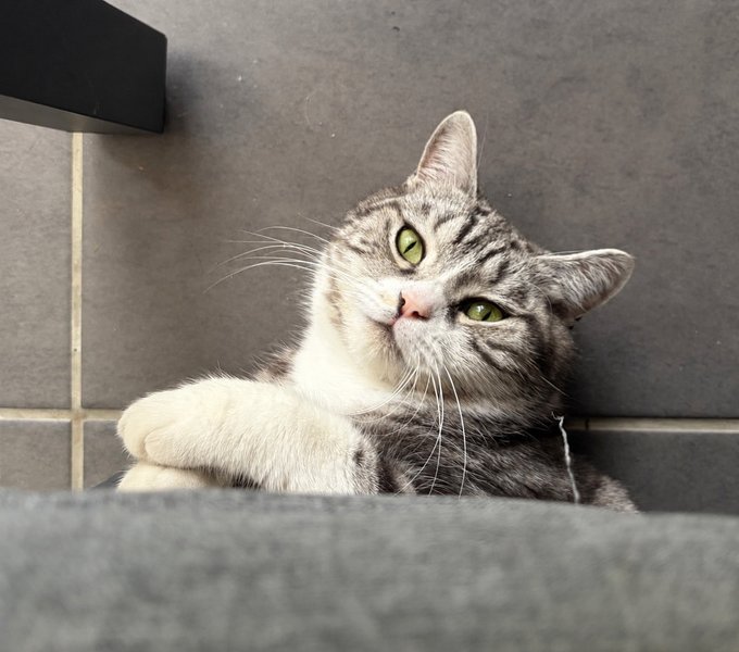 A tabby and white cat with green eyes rests its paw on a stone step, looking up attentively in a tiled outdoor area.