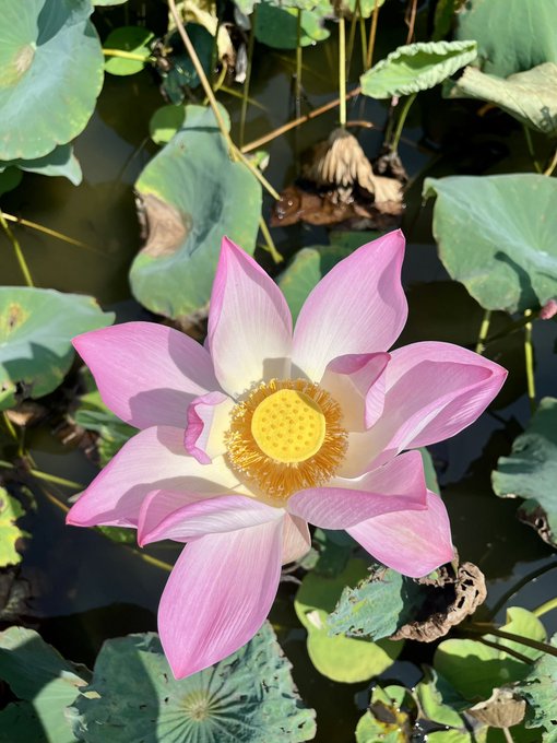 A vibrant pink lotus flower in full bloom, featuring yellow-tipped stamens around a central seed pod, surrounded by green lily pads.