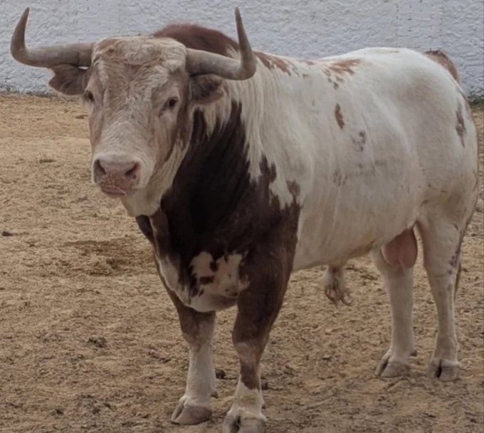 A muscular bull with brown and white markings and large horns stands in a sandy enclosure, serving as a fitting visual metaphor for the bullish crypto sentiment in the post about strong altcoins surging before altseason.
