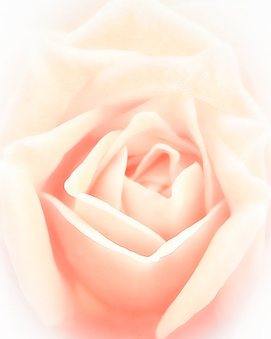 The image features a close-up view of a rose, with its petals spread out wide open. The rose appears to be in full bloom, showcasing its soft pink color against a white background. The photo has been edited or enhanced using software like Photoshop, giving it a more artistic and visually appealing look. The post that accompanies the image is titled "Gm 𝕏 Family my new drop on @objktcom Roselight III 4 ed / 𝕖 $XTZ objkt.com/tokens/KT1A81K". This title suggests that the rose in the photo might be related to a specific event or artist, and it is likely that this image has been used for promotional purposes on social media platforms like Instagram.