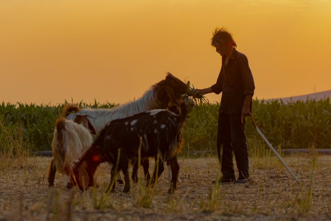 The image shows a man standing next to two goats, one of which has a white spot patterned coat. The man appears to be feeding the goats while they stand together in an open field at sunset.