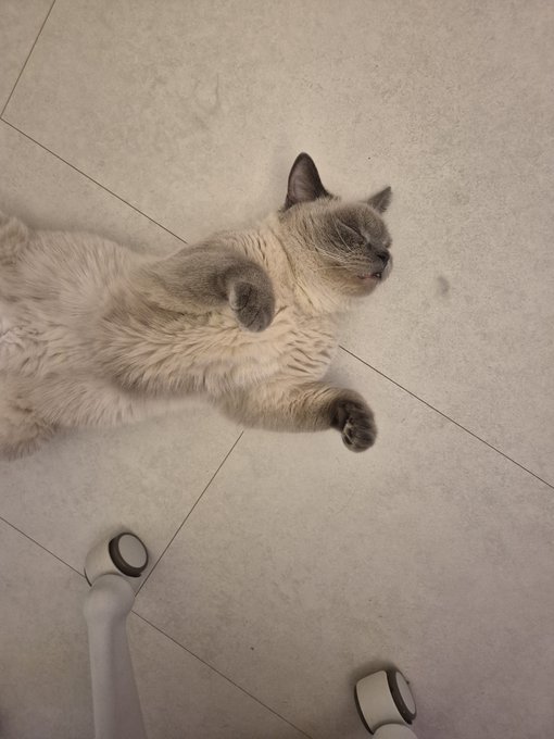 A Siamese cat with cream-colored fur and dark points is lying on its back on a tiled floor with paws in the air, looking relaxed next to a pair of white shoes.