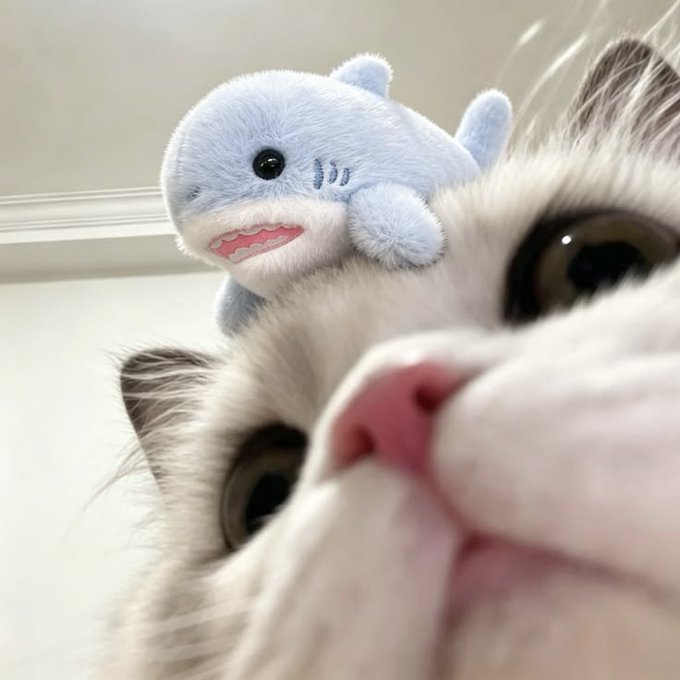 A close-up selfie of a white and gray cat looking up at the camera with wide eyes, with a cute blue shark plush toy resting on top of its head.