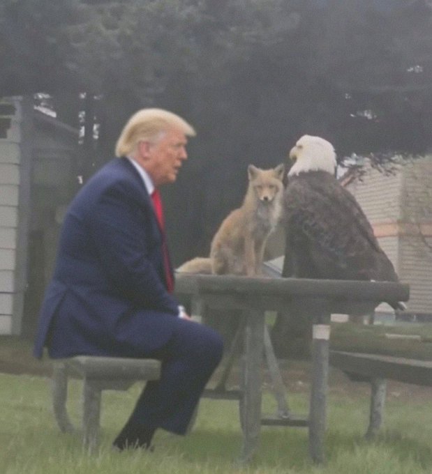 Photo of Donald Trump in a blue suit sitting at a picnic table facing a fox and a bald eagle, set outdoors against a grassy background.