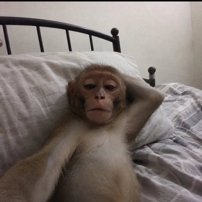 A monkey lounges lazily against a pillow on a bed with one arm draped behind its head, capturing that quintessential "Monday morning" mood. The relaxed, just-woke-up pose perfectly complements the "gm homies, happy new week" greeting, channeling the universal feeling of not being quite ready for the week ahead.