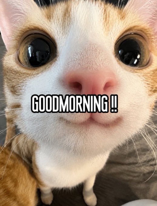 A close-up photo of a cat with big eyes looking at the camera, overlaid with the text 'GOODMORNING !!'.