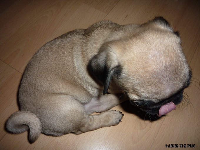 Habibi the Pug sleeps curled up on a wooden floor with his tongue out. The watermark "HABIBI THE PUG" appears in the bottom right, tying the image to the NFT milestone announcement.