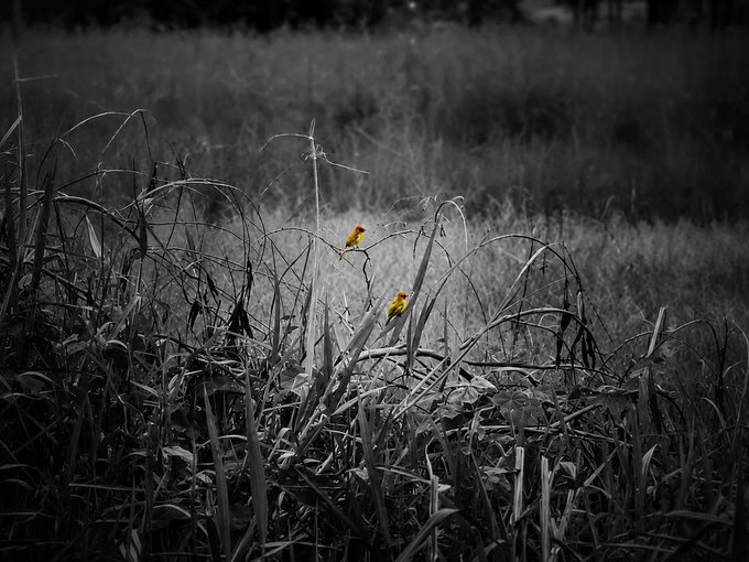 A black and white photograph of tall grass is highlighted with selective color, revealing two small yellow birds perched among the blades.