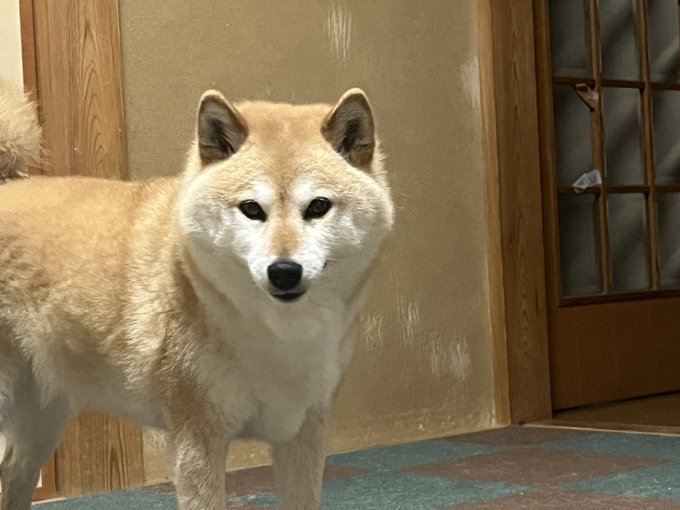 A photograph of a Shiba Inu dog with a light tan coat standing indoors on a carpet, looking at the camera in front of a textured wall and a wooden door.