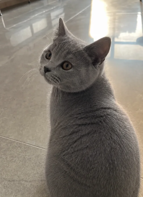 A gray cat with yellow eyes looks up and to the side while sitting on a smooth, reflective tiled floor.