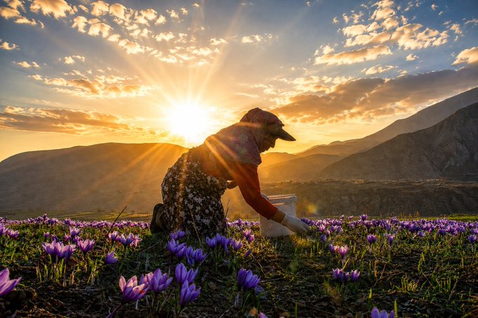 A scenic photograph of a person wearing a hat and red sweater kneeling in a field of purple crocuses, gathering them in a basket, silhouetted against a brilliant golden sunset with sun rays over mountains.