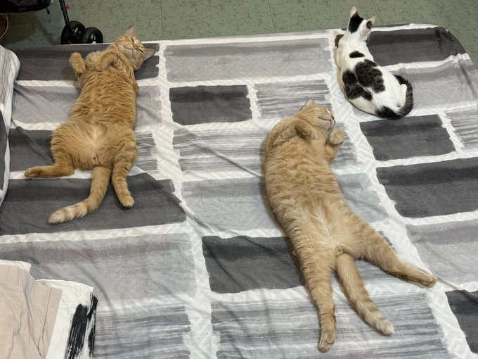 The image shows three cats lying down on a bed, with one cat being an orange tabby and two other cats being black and white. The orange tabby cat is laying on its back, while the two black and white cats are also lying on their backs. They appear to be resting or sleeping comfortably together on the bed.