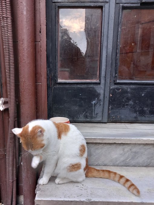 An orange and white cat grooms itself while sitting on a stone step in front of a weathered dark wooden door with glass panels.