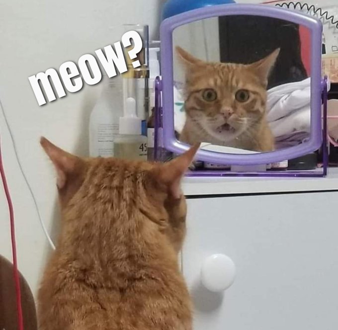 An orange cat stares at its surprised reflection in a mirror, with the text "meow?" overlaid in white letters.