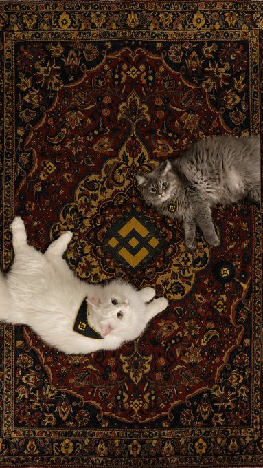 The image features two cats lying down on a rug with a gold and black pattern, one white cat and one gray cat. The caption reads "Even cats have chosen the Binance side," which seems to be a reference to the cryptocurrency Binance Coin or Bitcoin Cash.