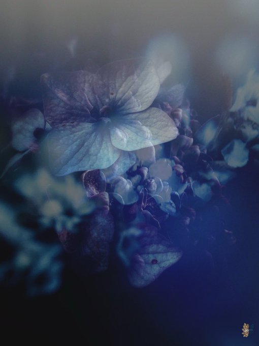 A dreamy, blue-tinted photograph of hydrangea flowers with soft bokeh lighting effects, featuring the same small logo in the bottom right corner as image 9.