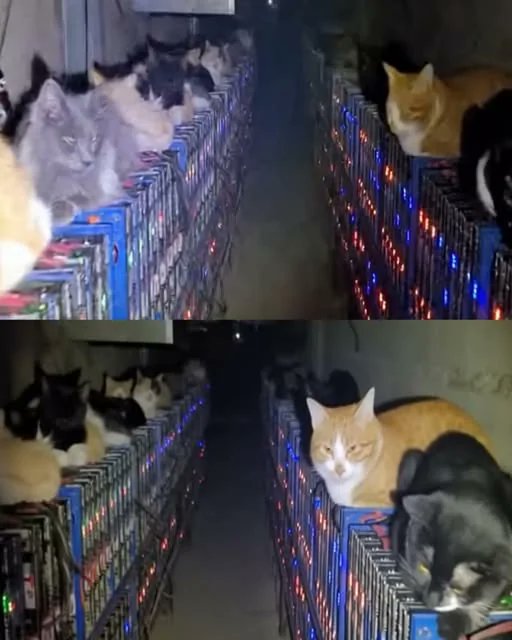 The image shows multiple stray cats curled up and lounging on rows of glowing GPU mining rigs, their warm fur covering the hardware. This visually illustrates the post's story of how cats in Inner Mongolia's Bitcoin mining center caused a shutdown by settling on the machines and blocking the cooling systems.