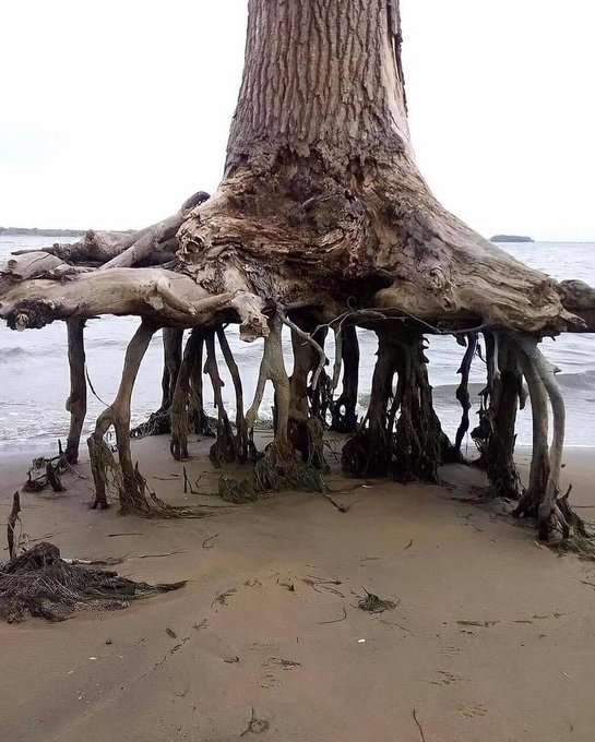 A large tree with dramatic, sprawling root systems growing along a sandy beach with the ocean visible in the background.