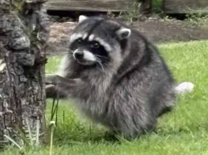 A raccoon stands on green grass next to a tree, looking forward with its paws near the trunk.