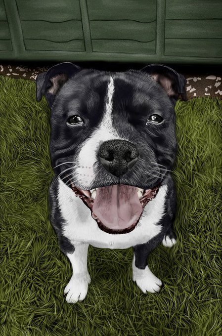 A close-up photo of a happy black and white pit bull-type dog sitting on artificial grass with its tongue out, in front of a green wicker piece of furniture.