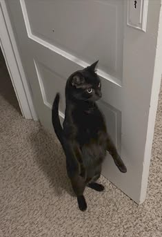 A black cat standing on its hind legs against a white door on a carpeted floor.