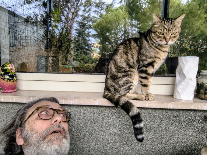 A bearded man with glasses looking up in surprise at a tabby cat sitting on a windowsill, with a decorative matryoshka doll and a white geometric vase nearby.