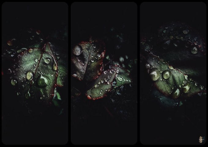 A triptych of macro photographs showing dark green leaves covered in glistening water droplets.