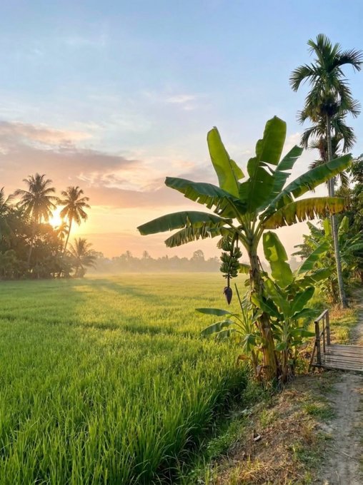 A tropical sunrise scene shows rice paddies, a banana plant, and palm trees under a pastel sky.