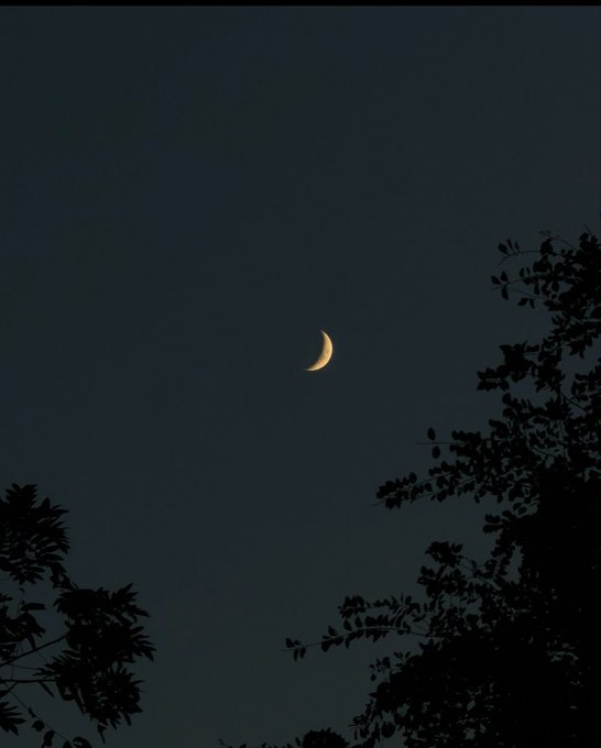A crescent moon glowing in the dark night sky, framed by silhouettes of tree branches and leaves.