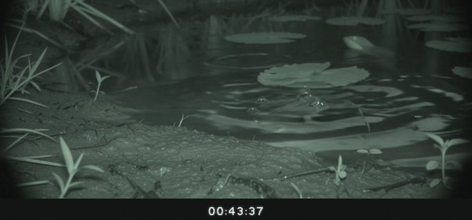 A nighttime, greenish-tinted view of a pond with lily pads and ripples on the water's surface, with a timestamp "00:43:37" at the bottom, visually suggesting the waiting game and uncertainty behind the post's commentary on $PONS's erratic price action before a potential take-off.