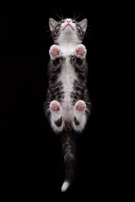 A small tabby and white kitten is photographed from below against a stark black background, stretching upward with its pink paw pads facing the camera and its tail dangling down.