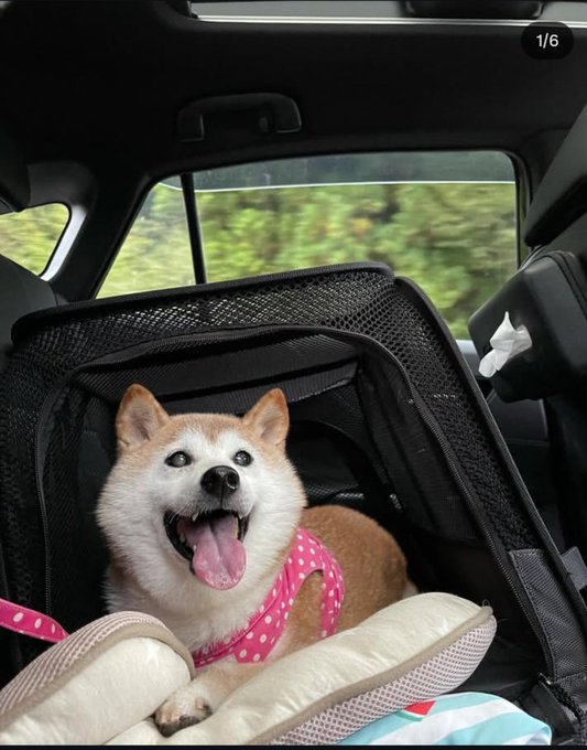 A happy Shiba Inu dog with a pink polka-dot harness sits inside a soft-sided pet carrier in the back seat of a car.
