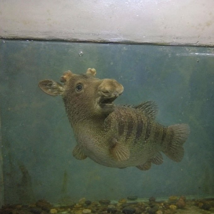 A pufferfish underwater in an aquarium, viewed through the glass with pebbles visible on the tank bottom.
