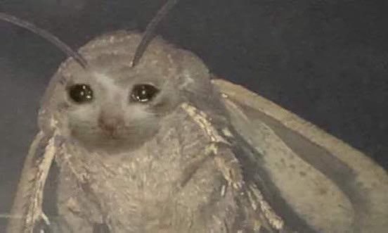A close-up of a moth with large, sad-looking eyes appears to be crying, humorously capturing the feeling of disappointment and despair associated with losing money on memecoins. The moth's melancholic expression perfectly mirrors the regret and frustration expressed in the caption "I hate memecoins."