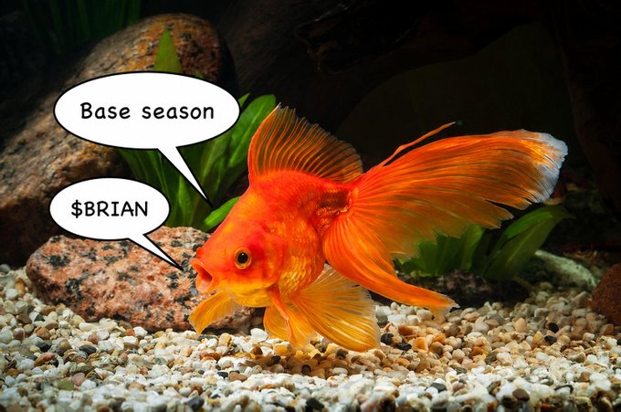An orange goldfish in an aquarium with speech bubbles reading "Base season" and "$BRIAN".