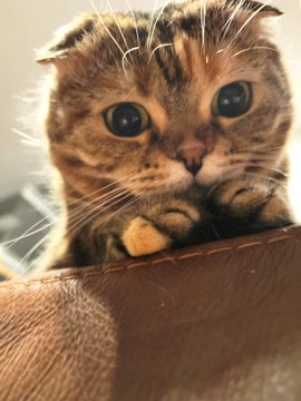 An adorable tabby Scottish Fold kitten peeks over a brown leather surface with wide, pleading eyes. The kitten's irresistibly cute "begging" expression perfectly mirrors the hopeful plea for XRP to "moon" (surge in price) in the post, embodying the desperate optimism of a crypto holder asking their favorite coin to rally.