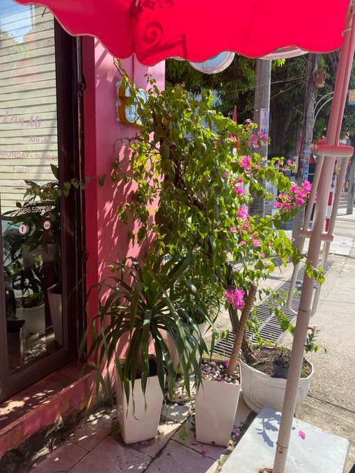 A storefront with a pink awning and walls, decorated with potted plants and a bougainvillea tree with pink flowers on the sidewalk.
