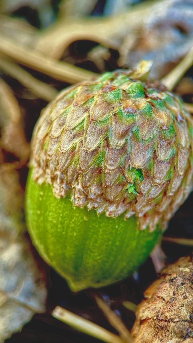 Close-up of a bright green acorn with a textured brown and green cap, resting among dry leaves.