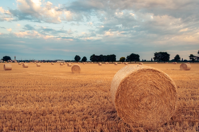 A golden harvested field with numerous round hay bales scattered across the landscape under a cloudy sky with trees on the horizon.
