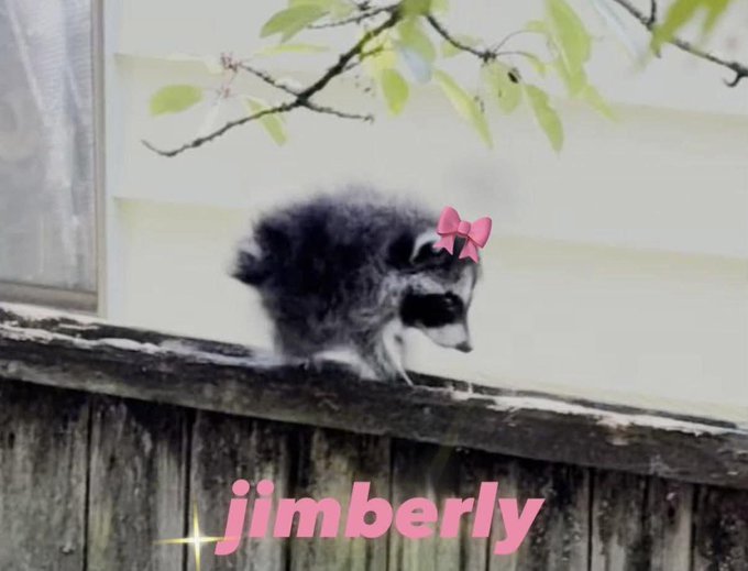 A fluffy gray and black puppy perches on a wooden fence beneath leafy branches, sporting a pink bow on its head, with the pink text "jimberly" displayed below—suggesting the image is being used to playfully suggest an alternative name for the meme coin "Jimothy" mentioned in the post.